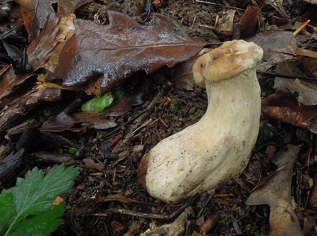 čírovnica májová Calocybe gambosa (Fr.) Donk