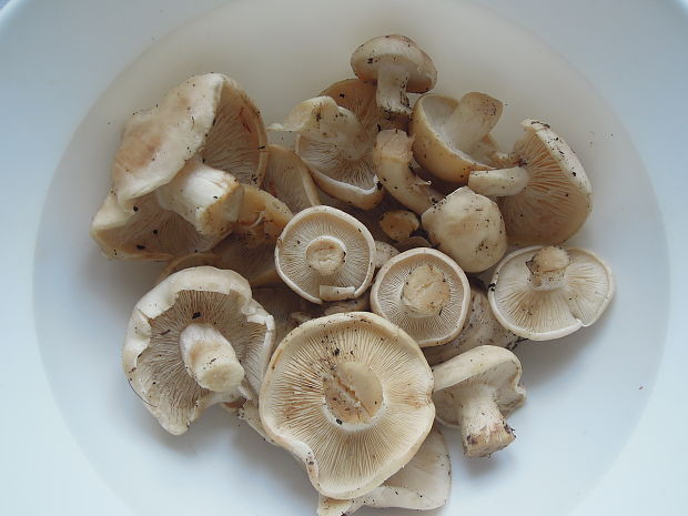 čírovnica májová Calocybe gambosa (Fr.) Donk