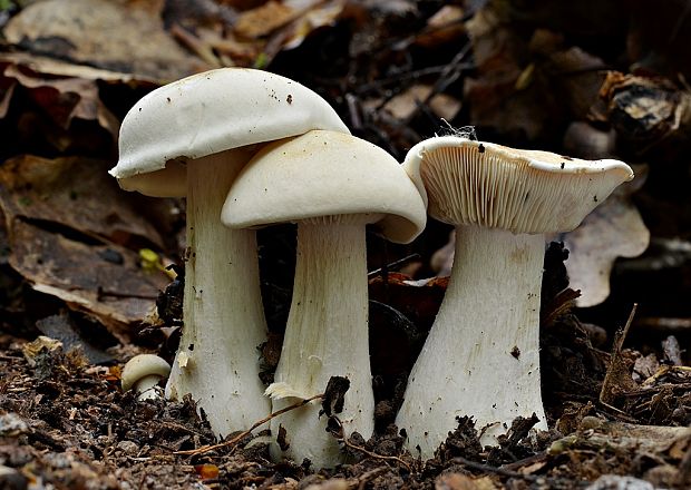 čírovnica májová Calocybe gambosa (Fr.) Donk