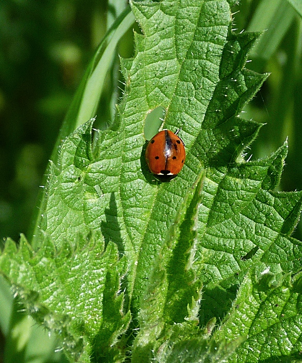 lienka sedembodková Coccinella septempunctata, Linnaeus, 1758) Willd.