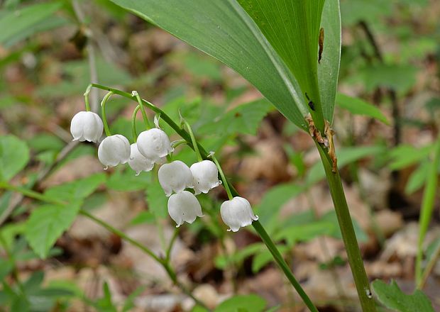 konvalinka voňavá Convallaria majalis L.