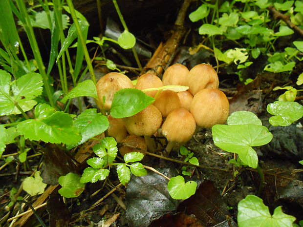 hnojník ligotavý Coprinellus micaceus (Bull.) Vilgalys, Hopple & Jacq. Johnson