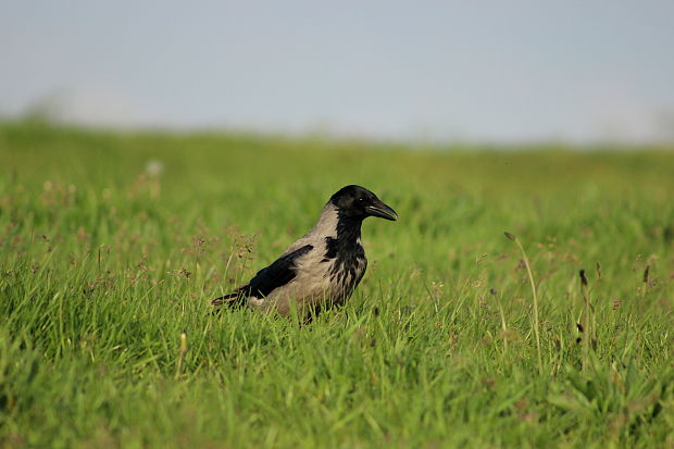 vrana túlavá Corvus corone