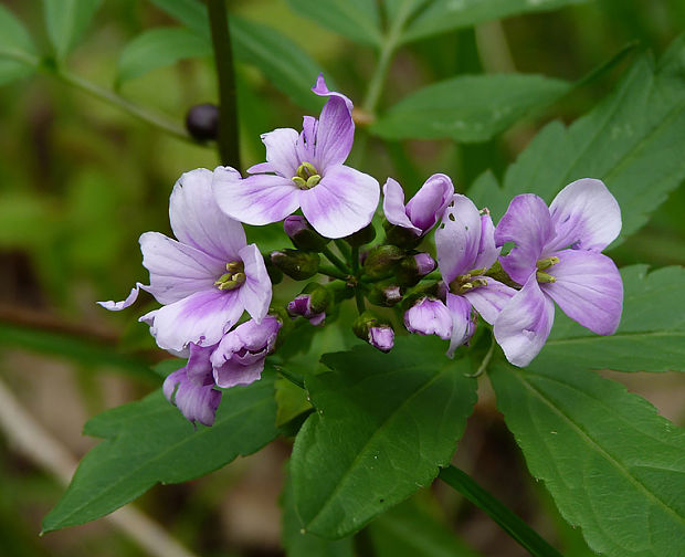 zubačka cibuľkonosná Dentaria bulbifera L.