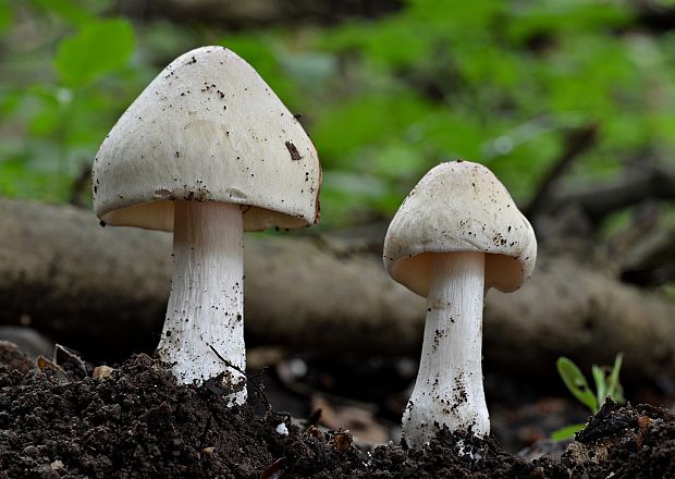 hodvábnica jarná Entoloma clypeatum (L.) P. Kumm.