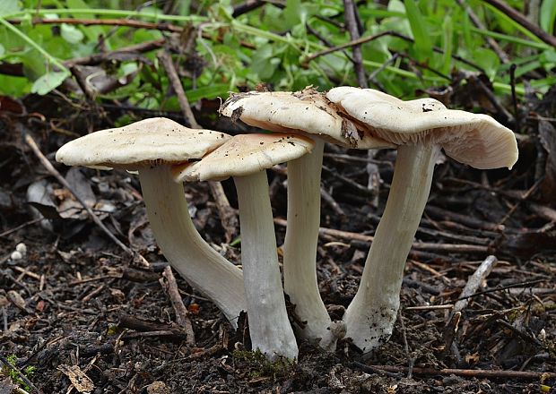 hodvábnica jarná Entoloma clypeatum (L.) P. Kumm.