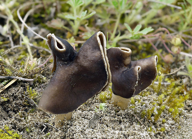 chriapač pieskomilný Helvella leucopus Pers.