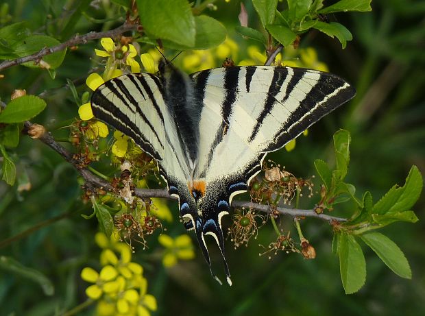 vidlochvost ovocný  Iphiclides podalirius