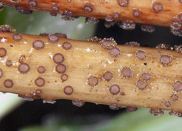 lachnetka hniezdovitá Lasiobelonium nidulum  (J.C. Schmidt & Kunze) Spooner