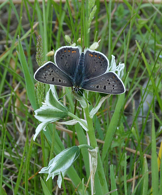 ohniváčik čieroškvrnný Lycaena tityrus, Poda, 1761