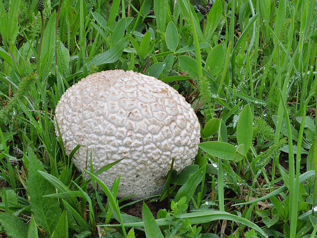 rozpadavec dlabaný Lycoperdon utriforme Bull.