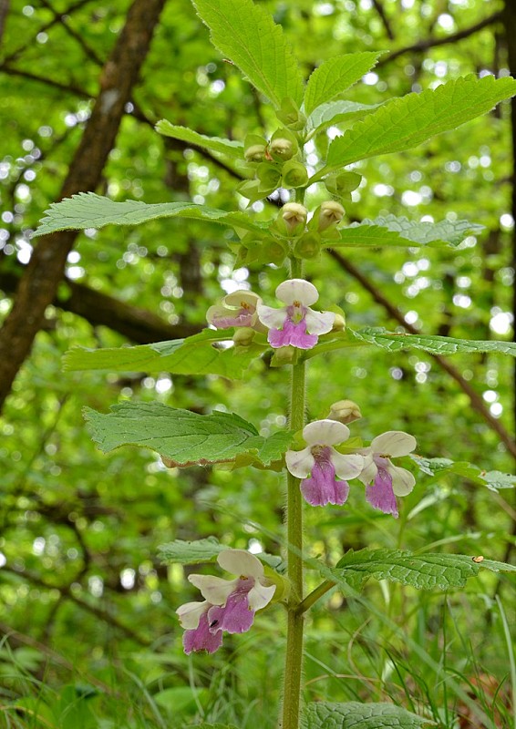 medúnka medovkolistá Melittis melissophyllum L.