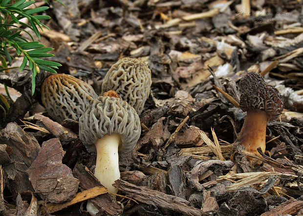 smrčok Morchella sp.