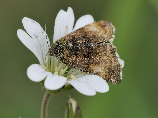 sivkavec rožcový Panemeria tenebrata Scopoli, 1763