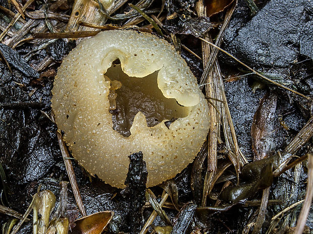 čiaška Peziza sp.