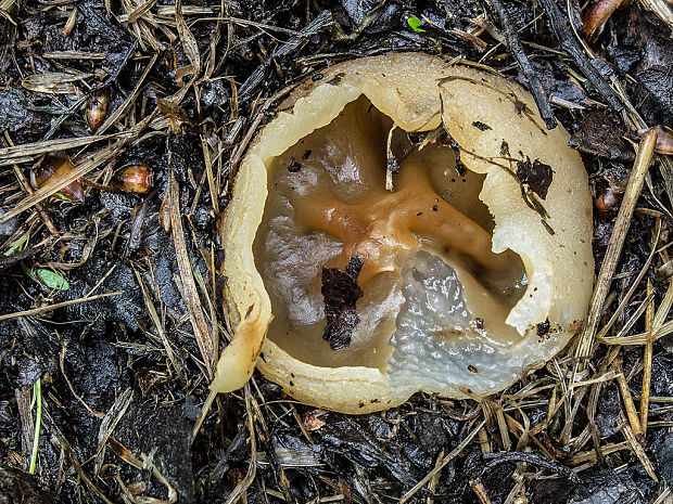 čiaška Peziza sp.