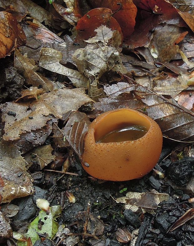 čiaška Peziza sp.