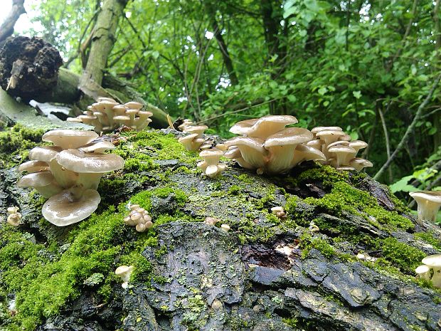 hliva lievikovitá Pleurotus cornucopiae (Paulet) Rolland