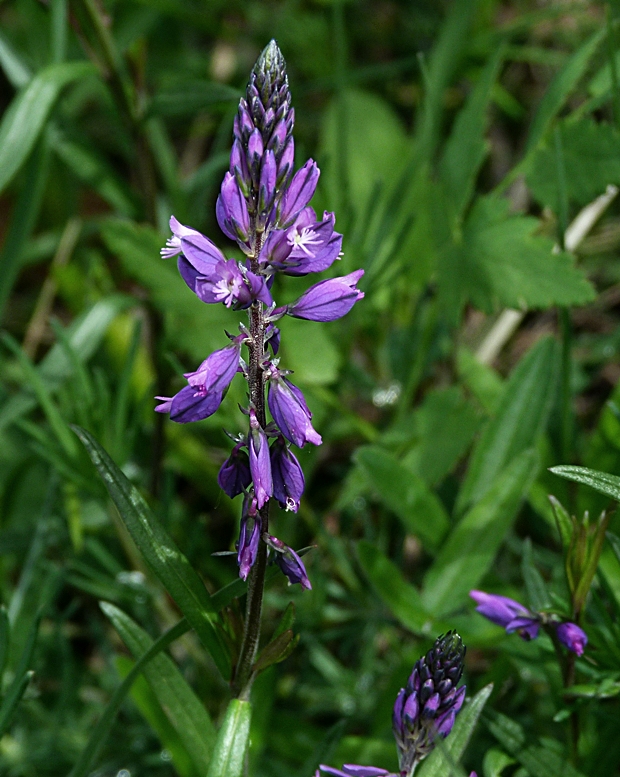 horčinka chochlatá Polygala comosa