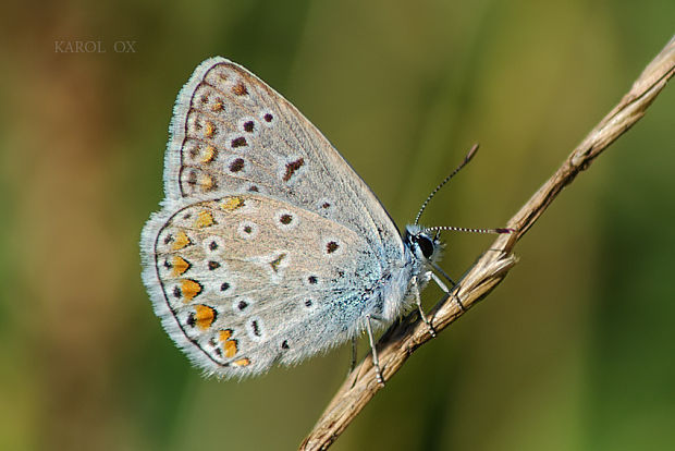 modráčik obyčajný  Polyommatus icarus