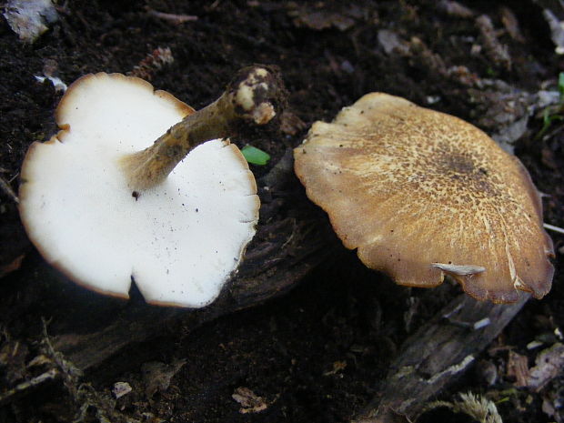 trúdnik Polyporus sp.