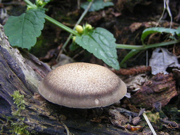 trúdnik Polyporus sp.