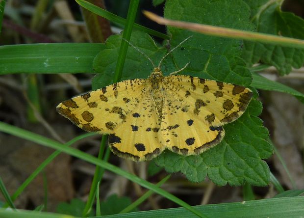 listnatka hluchavková  Pseudopanthera macularia