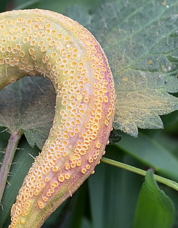 hrdza Puccinia sp.