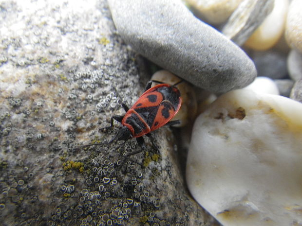 cifruša bezkrídla Pyrrhocoris apterus