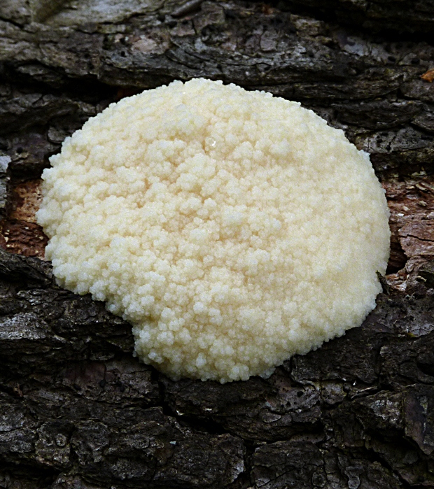 sieťnatka obyčajná Reticularia lycoperdon Bull.