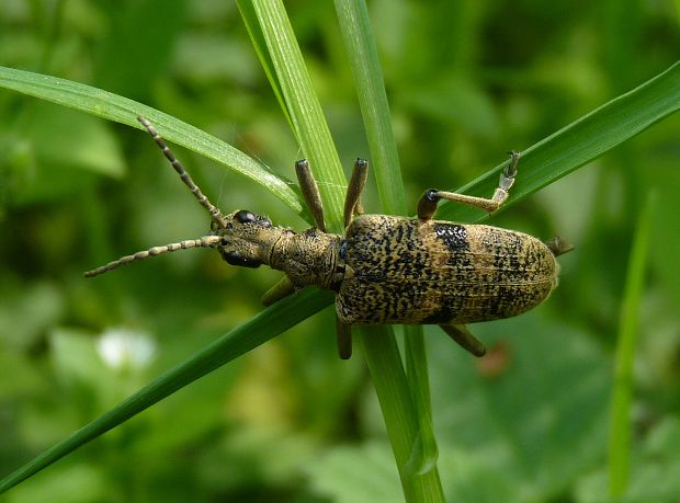 fuzáč Rhagium mordax