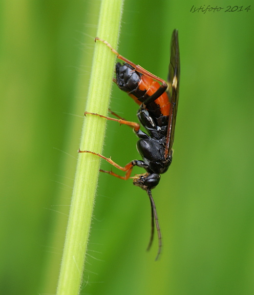 Tenthredopsis stigma