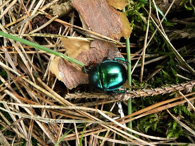 lajniak hladký Trypocopris venalis