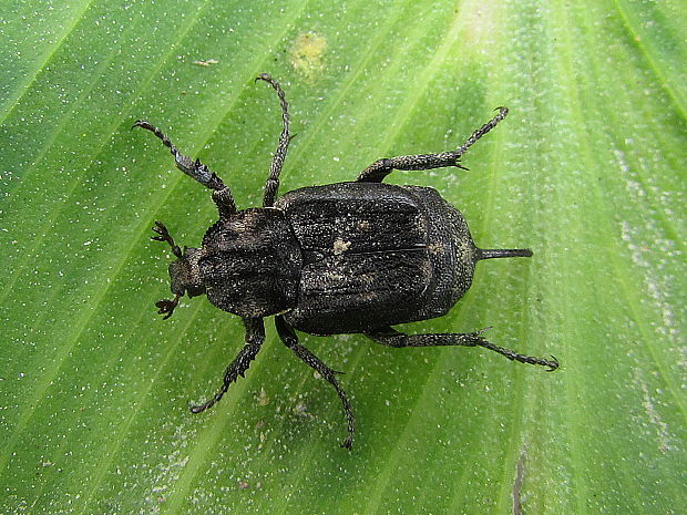 křivonožec polokřídlý Valgus hemipterus