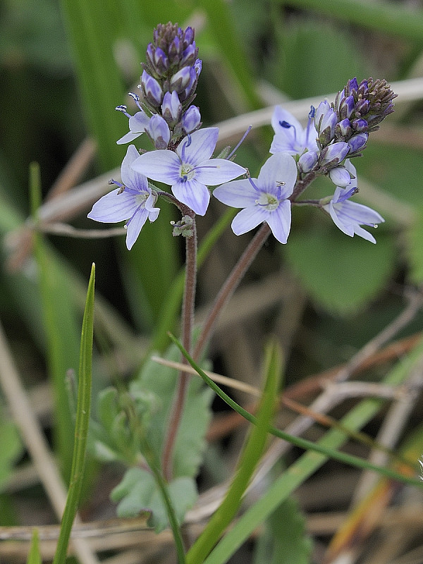 veronika rozprestretá Veronica prostrata  L.