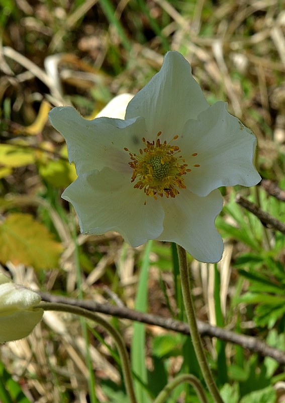 veternica lesná Anemone sylvestris L.