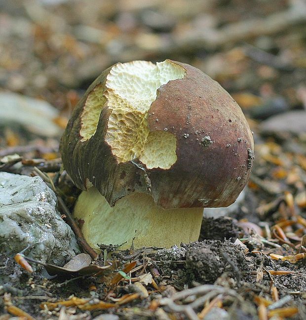 hríb sosnový Boletus pinophilus Pil. et Dermek in Pil.