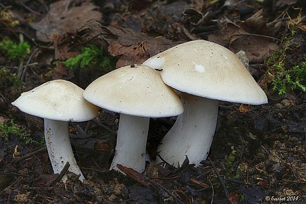 čírovnica májová Calocybe gambosa (Fr.) Donk