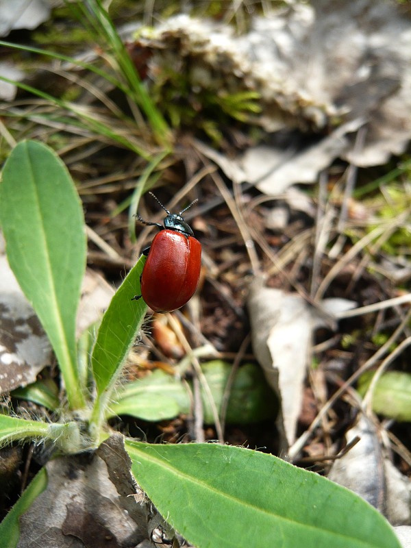 liskavka topoľová Chrysomela populi