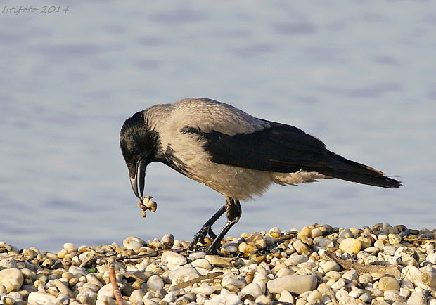 vrana popolavá Corvus corone