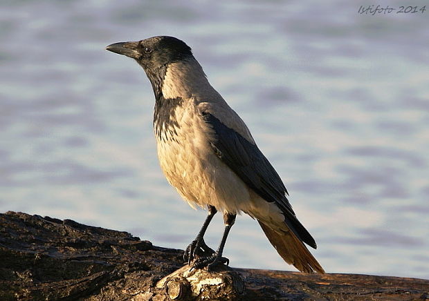 vrana popolavá Corvus corone