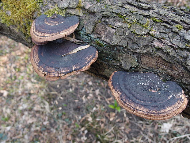 sieťkovček červenkastý Daedaleopsis confragosa (Bolton) J. Schröt.