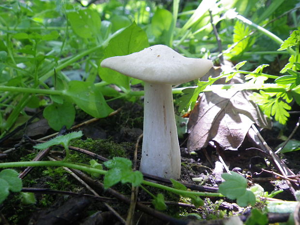 hodvabnica jarná Entoloma clypeatum (L.) P. Kumm.