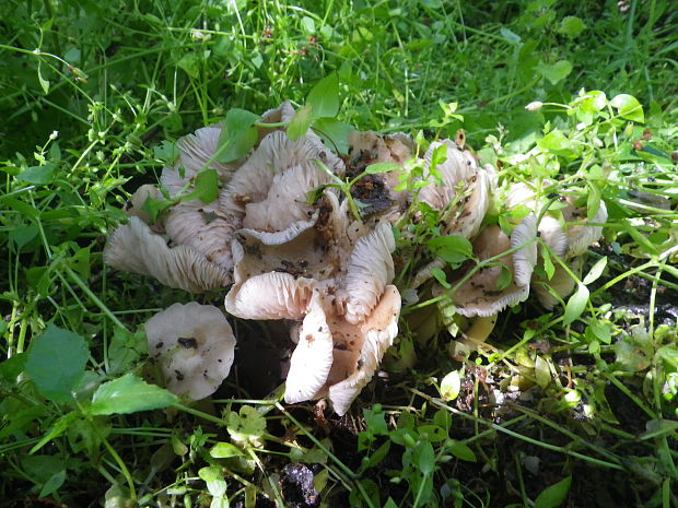 hodvábnica jarná Entoloma clypeatum (L.) P. Kumm.