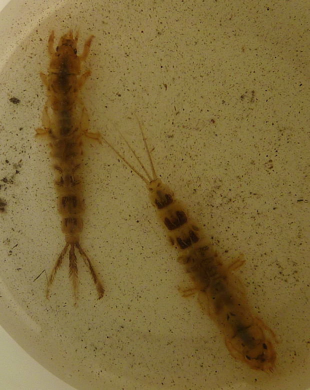 larva podenky Ephemeroptera