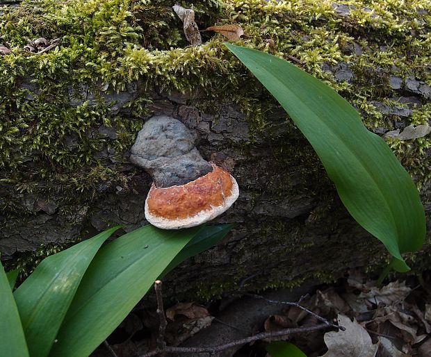 práchnovček pásikavý Fomitopsis pinicola (Sw.) P. Karst.