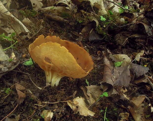 chriapač kalíškovitý Helvella acetabulum (L.) Quél.