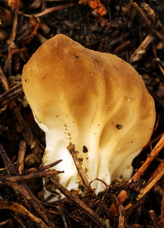 chriapač kalíškovitý Helvella acetabulum (L.) Quél.