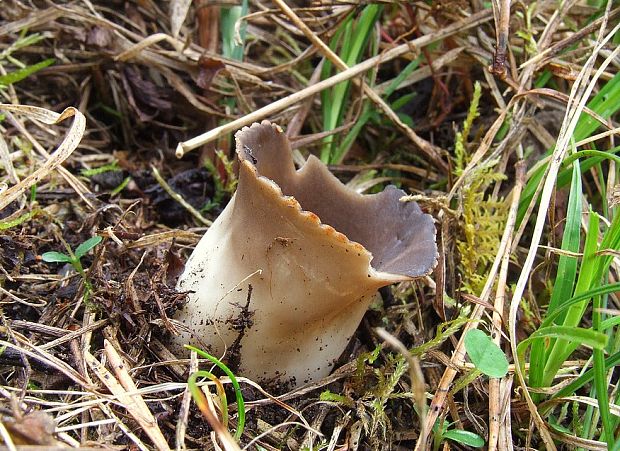 chriapač sosnový Helvella leucomelaena (Pers.) Nannf.