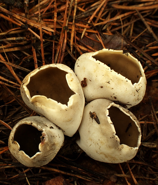 chriapač sosnový Helvella leucomelaena (Pers.) Nannf.